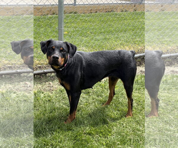Medium Photo #3 Rottweiler-Unknown Mix Puppy For Sale in Jefferson, WI, USA