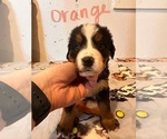 Puppy Goose Bernese Mountain Dog