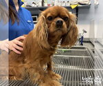 Small #2 Cavalier King Charles Spaniel Mix