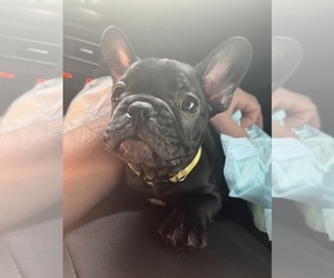 French Bulldog Puppy for sale in NEWHALL, CA, USA