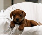 Small #3 French Bulldog-Goldendoodle Mix