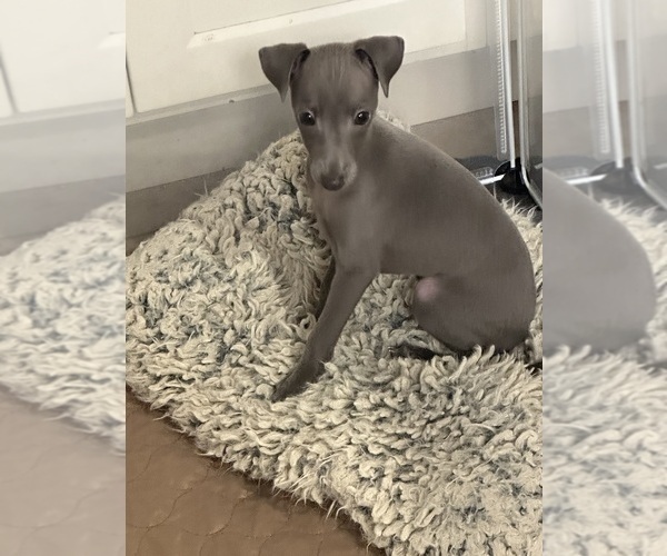 Medium Photo #7 Italian Greyhound Puppy For Sale in GLEN BURNIE, MD, USA