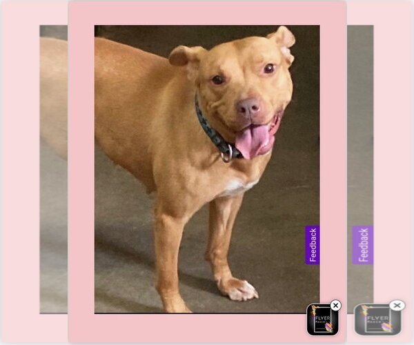 Medium Photo #3 Mutt Puppy For Sale in Davie, FL, USA