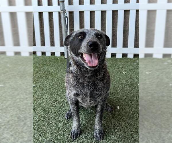 Medium Photo #1 Australian Cattle Dog Puppy For Sale in Modesto, CA, USA