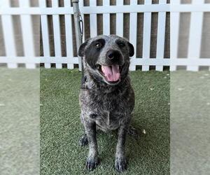 Australian Cattle Dog Dogs for adoption in Modesto, CA, USA