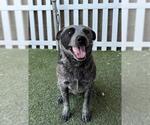 Small Australian Cattle Dog