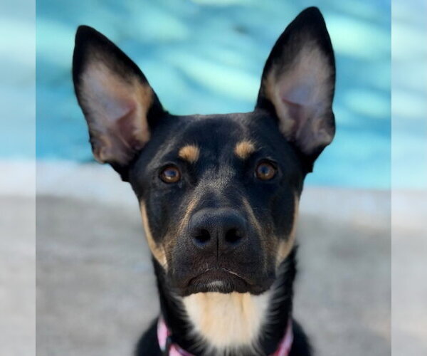 Medium Photo #1 Australian Kelpie-Unknown Mix Puppy For Sale in Canton, CT, USA