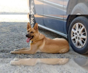 Father of the German Shepherd Dog-Golden Retriever Mix puppies born on 12/25/2025