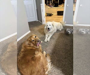 Great Pyrenees Dogs for adoption in Bountiful, UT, USA