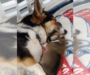 Mother of the Pembroke Welsh Corgi puppies born on 01/20/2020