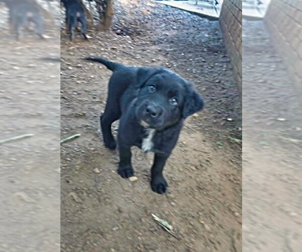 Medium Photo #4 Shepweiller Puppy For Sale in Raleigh, NC, USA