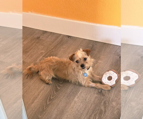 Medium Photo #12 Shih Tzu-Unknown Mix Puppy For Sale in Plantation, FL, USA