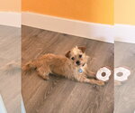 Small #11 Shih Tzu Mix