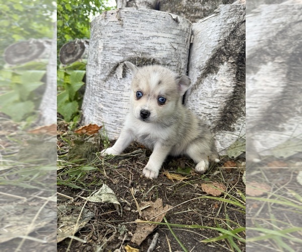Medium Photo #10 Alaskan Klee Kai-Pomsky Mix Puppy For Sale in STAPLES, MN, USA