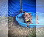 Small #4 Mutt