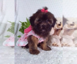 Shorkie Tzu Puppy for Sale in SUGARCREEK, Ohio USA