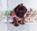 Small Shorkie Tzu