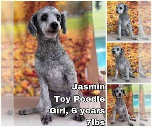 Poodle (Toy) Dogs for adoption in Seattle, WA, USA