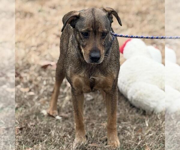 Medium Photo #4 Feist Terrier-Unknown Mix Puppy For Sale in Yardley, PA, USA