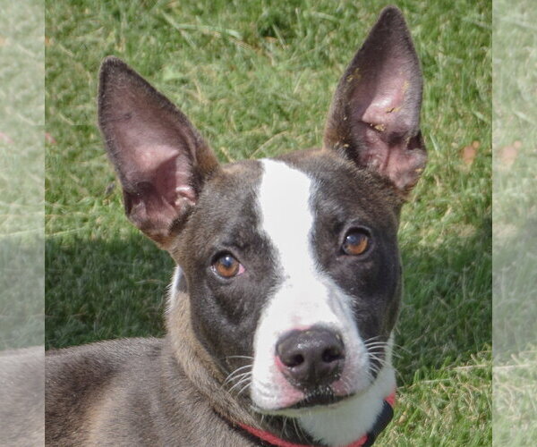 Medium Photo #1 American Staffordshire Terrier-Bull Terrier Mix Puppy For Sale in Huntley, IL, USA