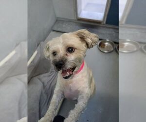 Maltipoo (Miniature) Dogs for adoption in Las Vegas, NV, USA