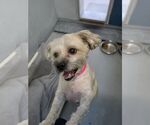 Chyna - Female Maltipoo (Miniature) Dog for Adoption - Small photo