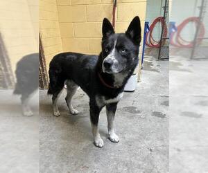 Siberian Husky Dogs for adoption in Stockton, CA, USA