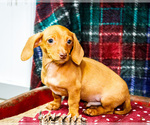 Small Photo #2 Dachshund Puppy For Sale in WAKARUSA, IN, USA