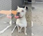 Small #2 Mutt