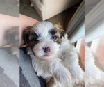 Puppy 3 Zuchon