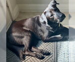 Small #1 Labrador Retriever