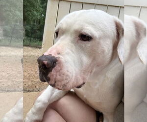 Tybee - Male American Bulldog Dog for Adoption - Photo #4