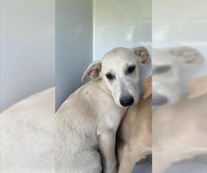 Labrador Retriever-Unknown Mix Dogs for adoption in Houston, TX, USA