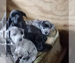Small Photo #27 Great Dane Puppy For Sale in PIERSON, MI, USA