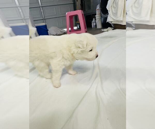 Medium Photo #18 Samoyed Puppy For Sale in DALY CITY, CA, USA