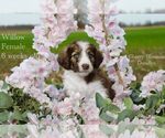 Puppy Willow Bordoodle