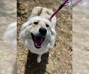 Chow Chow Dogs for adoption in Salinas, CA, USA