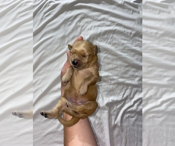 Medium Photo #1 Golden Retriever Puppy For Sale in DAWSON, TX, USA