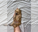 Small Photo #1 Golden Retriever Puppy For Sale in DAWSON, TX, USA