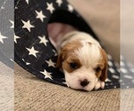 Small Photo #8 Cavalier King Charles Spaniel Puppy For Sale in TAYLOR, MI, USA