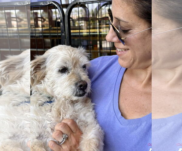 Medium Photo #3 Maltese-Unknown Mix Puppy For Sale in Corona, CA, USA