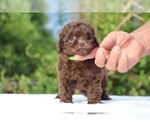 Small #20 ShihPoo