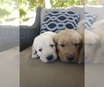 Small #5 Golden Retriever