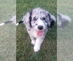 Small Photo #7 Aussiedoodle Puppy For Sale in DOWELLTOWN, TN, USA