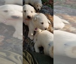 Small Photo #6 Golden Pyrenees-Great Pyrenees Mix Puppy For Sale in RAVENNA, MI, USA