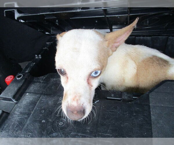 Medium Photo #1 Chihuahua Puppy For Sale in Ocala, FL, USA