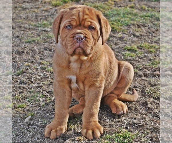 Medium Photo #6 Dogue de Bordeaux Puppy For Sale in ANDOVER, CT, USA