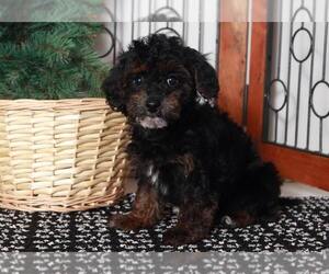 ShihPoo Puppy for sale in NAPLES, FL, USA