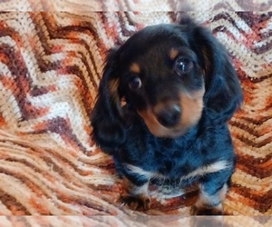 Dachshund-Unknown Mix Puppy for sale in CLINTON, IA, USA