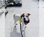 Small #15 American Pit Bull Terrier Mix